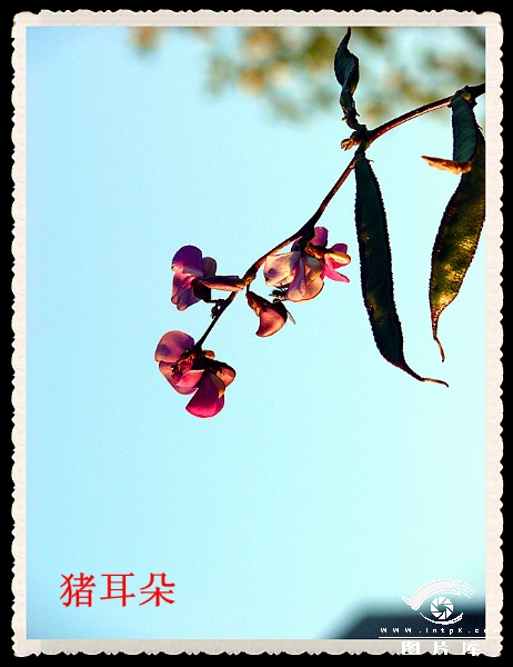 ҹر